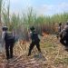 Polisi Padamkan Api di Lahan Tebu