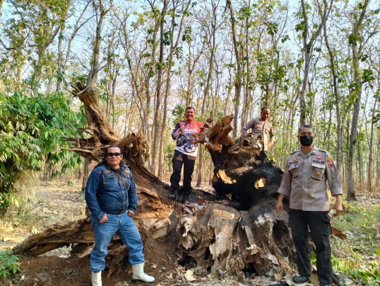 Pencegahan Pencurian Kayu dan Kebakaran Hutan, Patroli Gabungan Turun