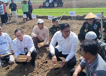 Lahan Pertanian Terdampak Kekeringan di Pati, Wamen RI Turun