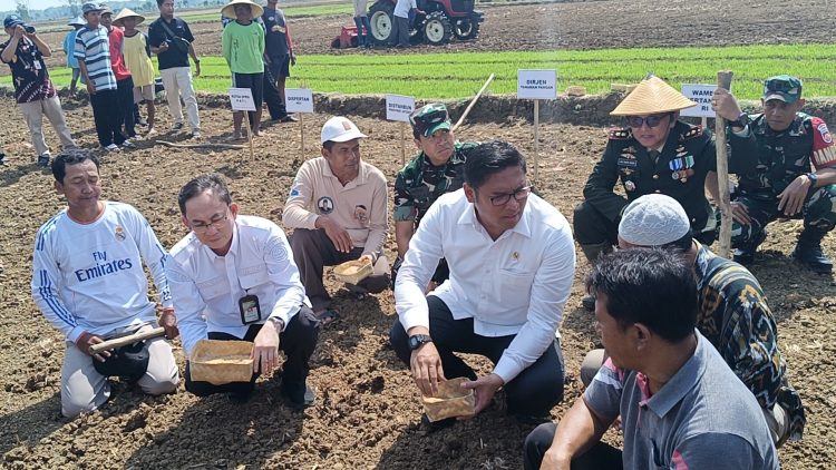 Lahan Pertanian Terdampak Kekeringan di Pati, Wamen RI Turun