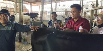 Lonjakan Kasus PMK di Pati, Kecamatan Jakenan dan Winong Terparah