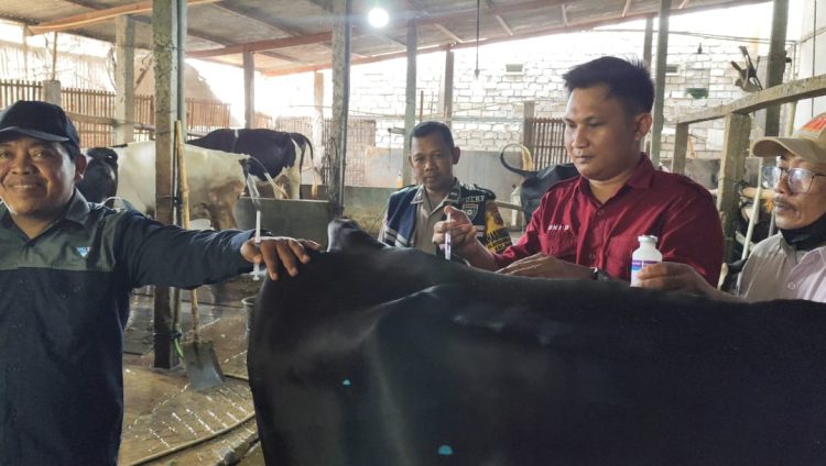 Lonjakan Kasus PMK di Pati, Kecamatan Jakenan dan Winong Terparah