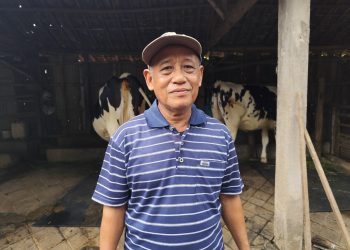 Wabah PMK Hantam Produksi Susu di Pati, Hanya Tersisa 6 Sapi Produktif