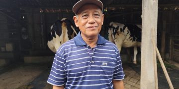 Wabah PMK Hantam Produksi Susu di Pati, Hanya Tersisa 6 Sapi Produktif