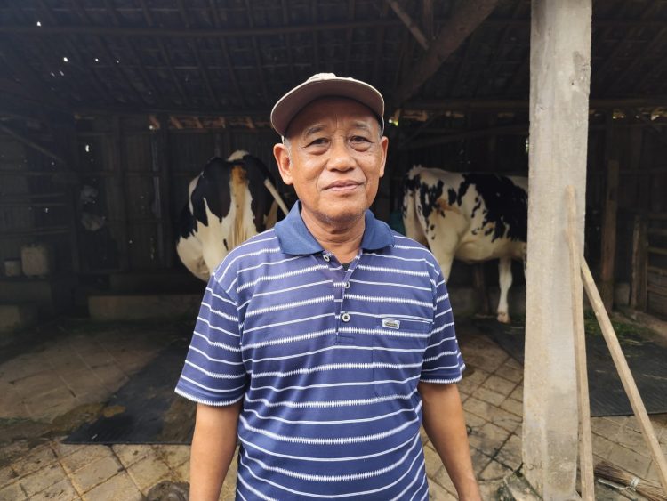 Wabah PMK Hantam Produksi Susu di Pati, Hanya Tersisa 6 Sapi Produktif