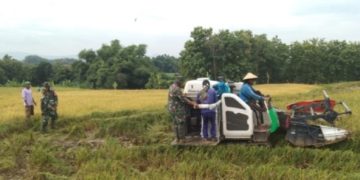 Gunakan Mesin Modern, Petani Kletek Raih Hasil Panen 2 Ton Padi