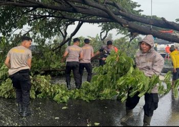 Halangi Arus Lalu Lintas, Akibat Pohon Tumbang