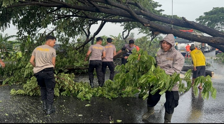 Halangi Arus Lalu Lintas, Akibat Pohon Tumbang