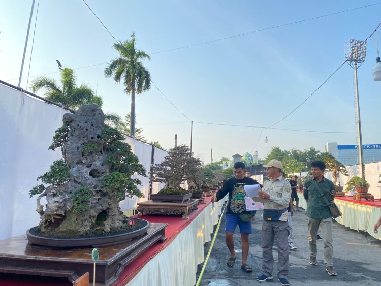Pati Tawarkan Wisata Gratis, Lewat Pameran Bonsai Java Master 2025
